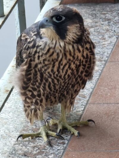 Falco Pellegrino