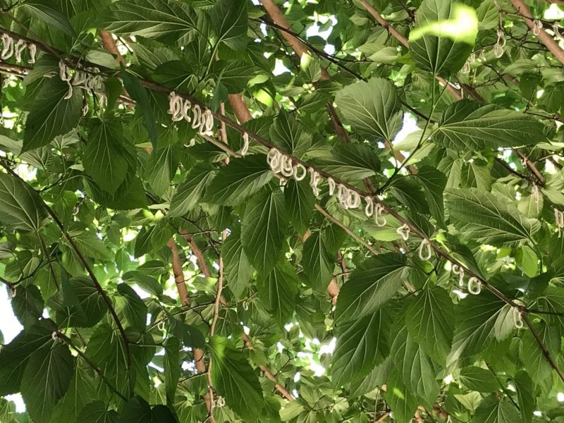 Takahashia japonica