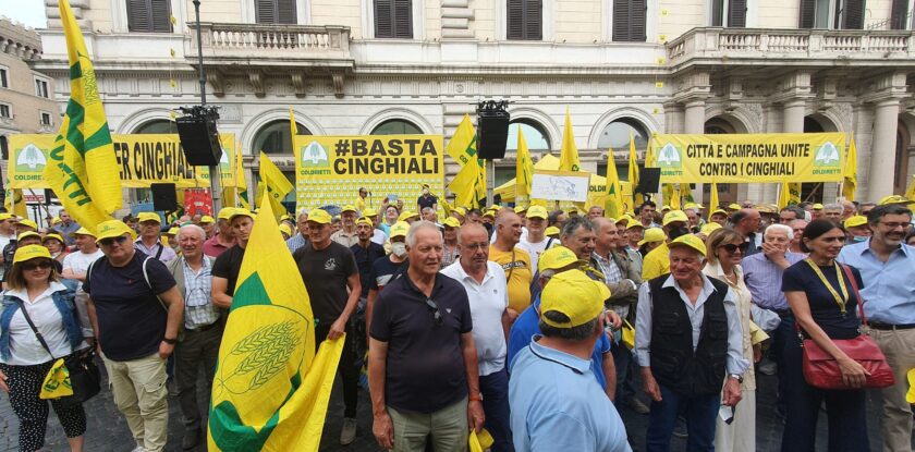 peste suina Coldiretti