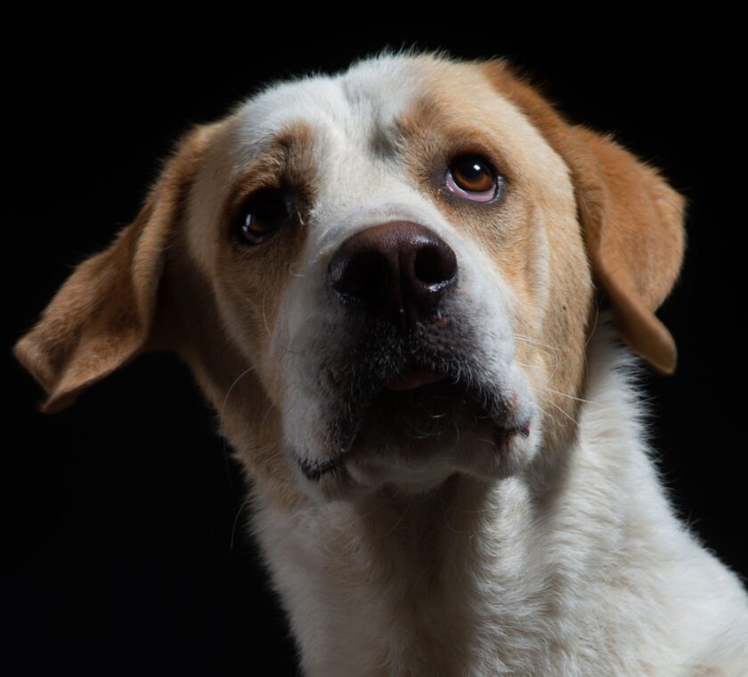 cane