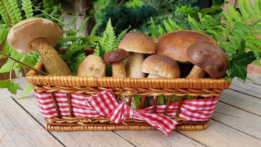Funghi