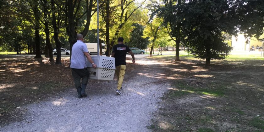 Recupero anatre San Donato 02