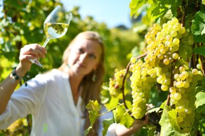 Vino