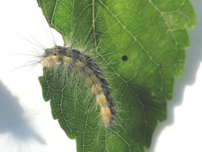 hyphantria cunea