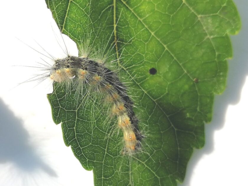 hyphantria cunea