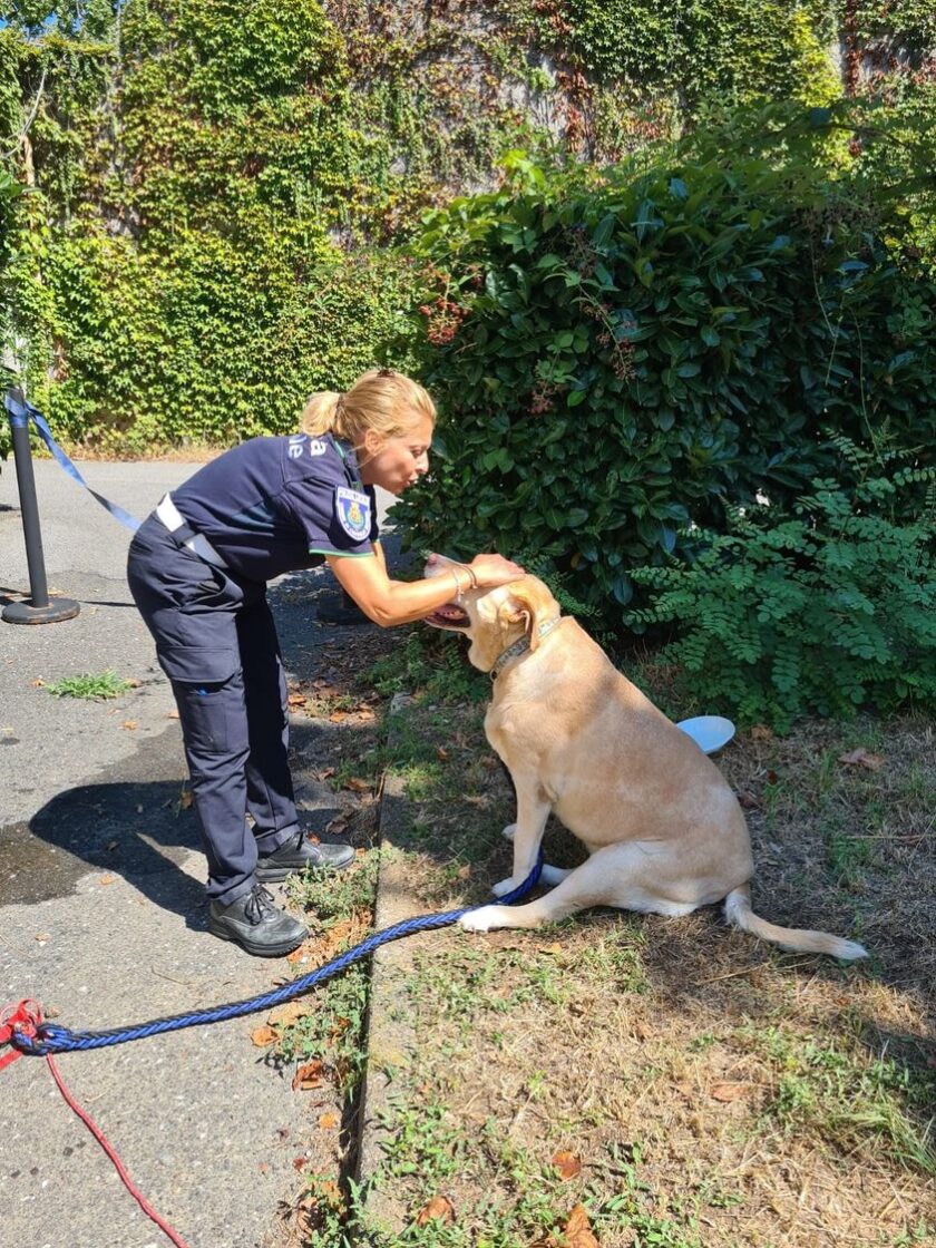recupero cane Cinisello