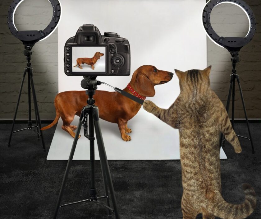 animali scatto