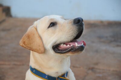 cane