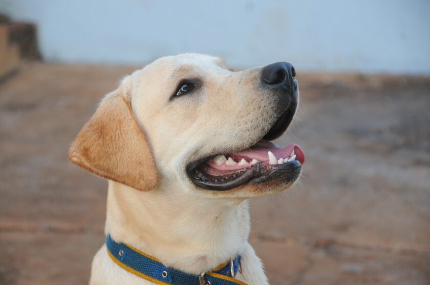 cane