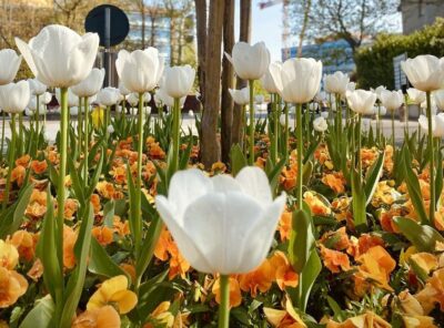tulipani