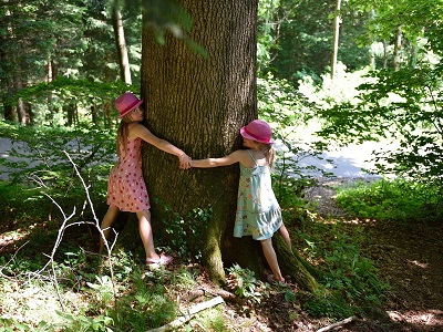 alberi