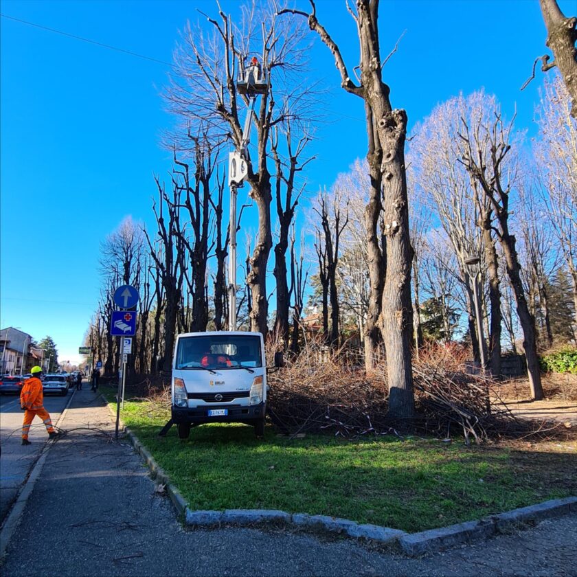 alberi rho