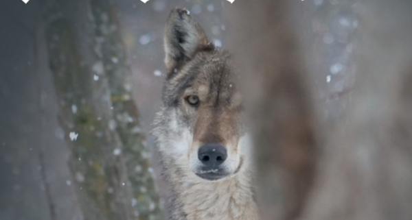 foto lupo