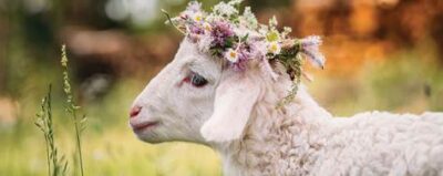 agnello