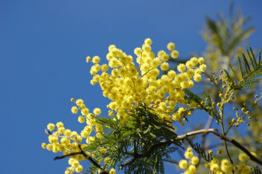 mimosa1 medadonna