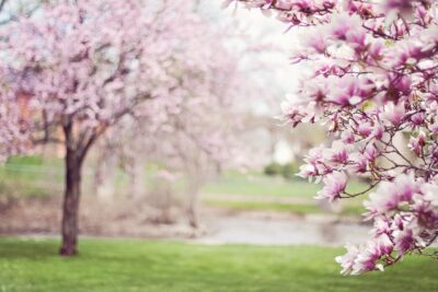 primavera