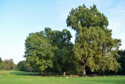 Querce-gemelle-Villa-Reale-Monza-Alberi-monumentali