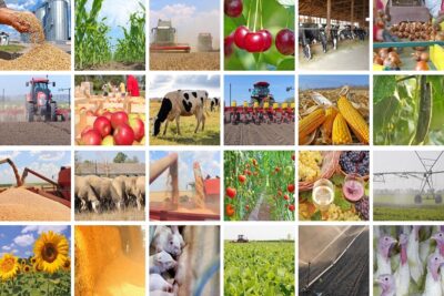 agricoltura-collage