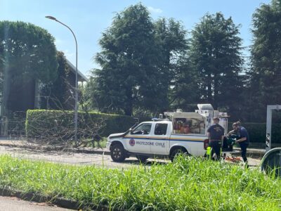 Prociv al lavoro per piante cadute