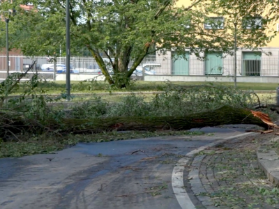albero caduto