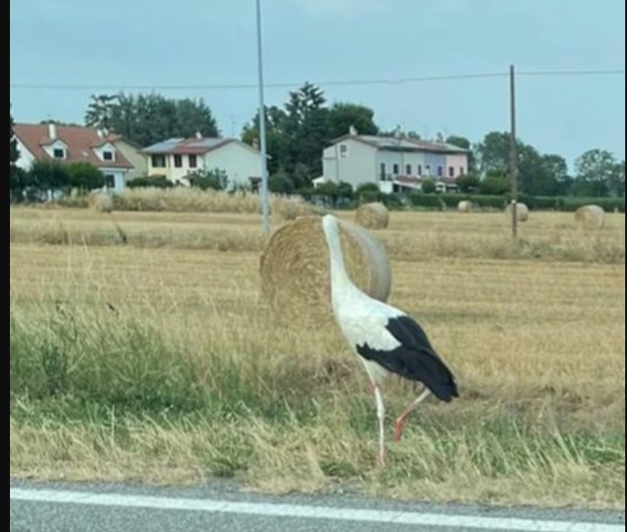 cicogna
