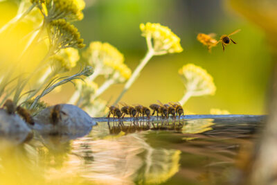 Honey,Bees,At,The,Fountain.,They,Fill,Up,With,Fresh