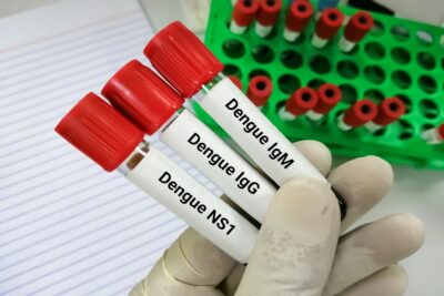 Virus Dengue