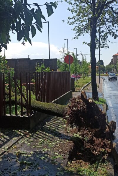 alberi danneggiati Saronno