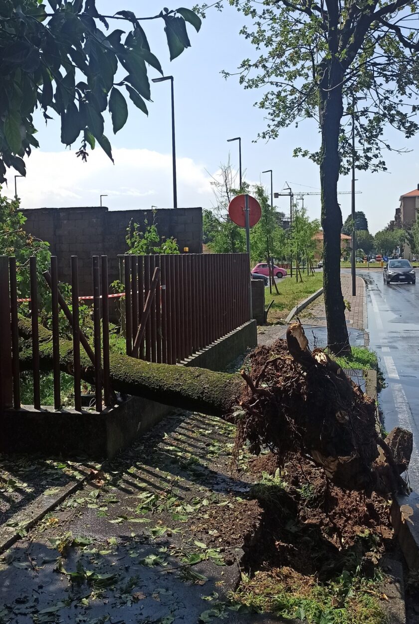alberi danneggiati Saronno