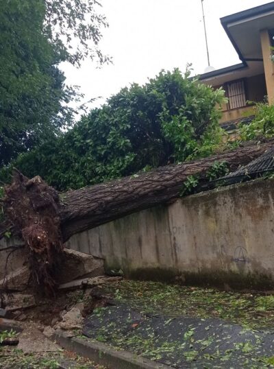 albero maltempo Saronno