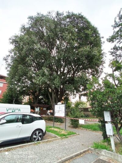 albero monumentale Bresso