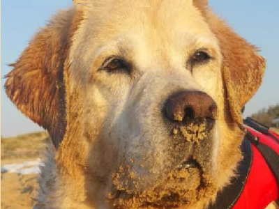 cane romeo