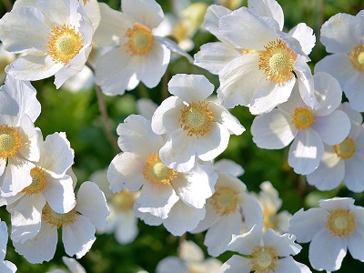 fiori