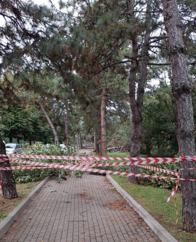 piante abbattute 22 settembre
