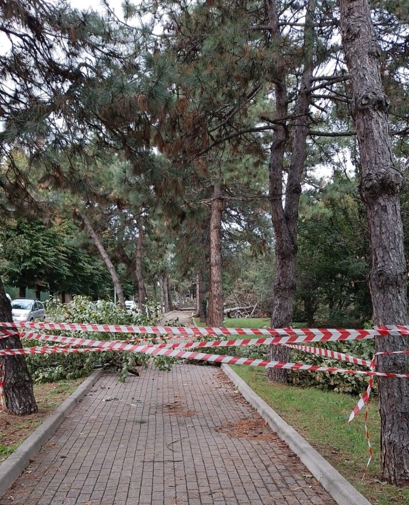 piante abbattute 22 settembre
