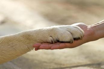 noi per gli animali