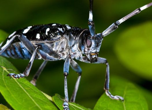 TARLO ASIATICO