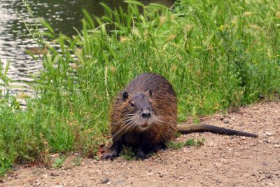 nutria