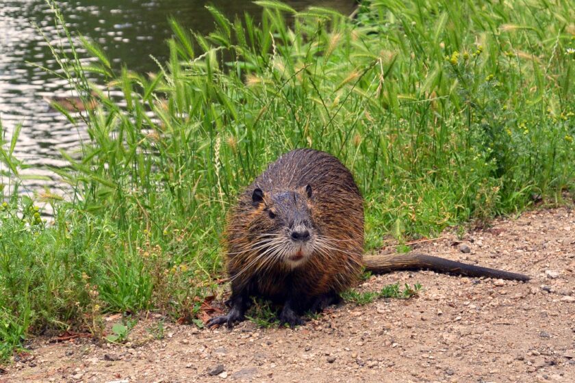 nutria