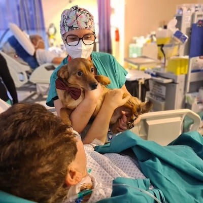 cane ospedale sesto