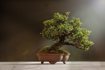 bonsai