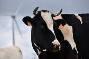 mucca