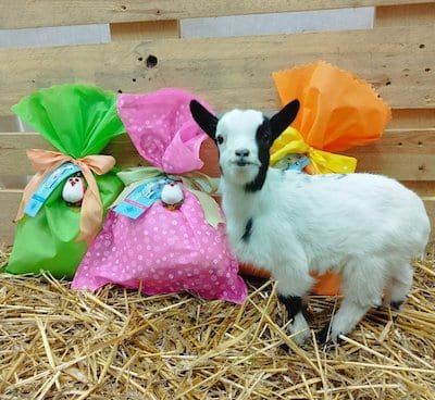 pasqua enpa monza