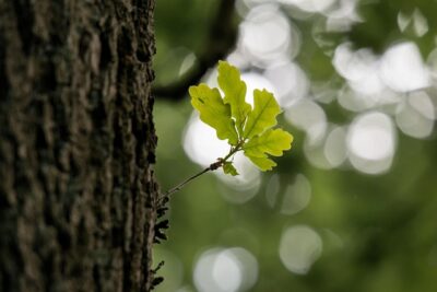 quercia