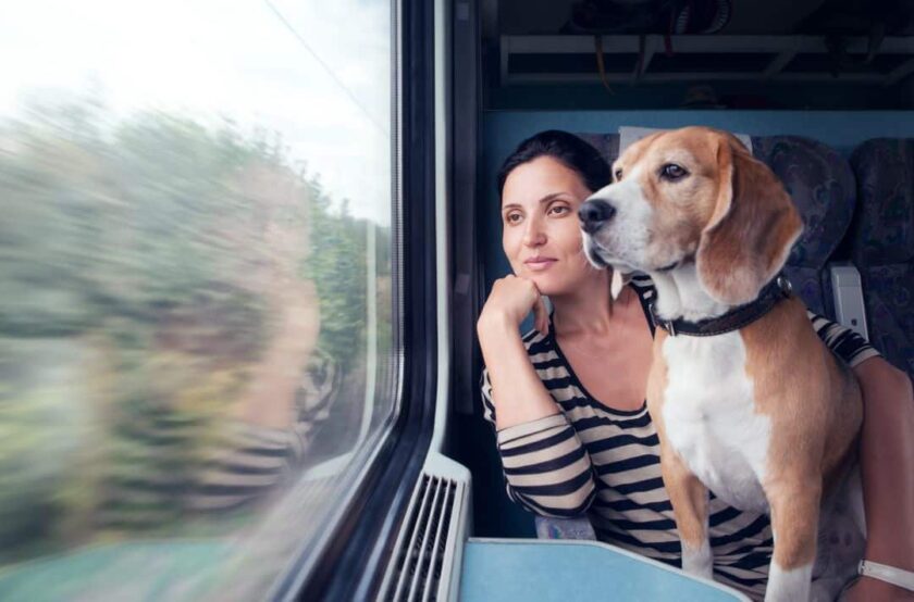 treno animali-min