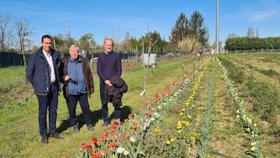 tulipani