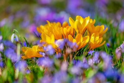 primavera