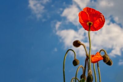 25 aprile