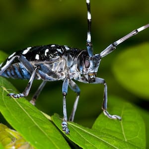 TARLO ASIATICO