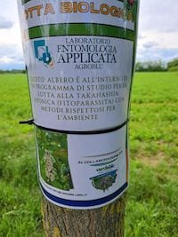 Takahashia albero